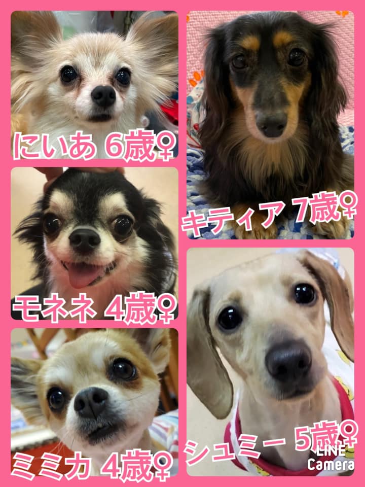 🐾今日の里親様募集中ワンコ🐶メンバーです🐾2021,7,10